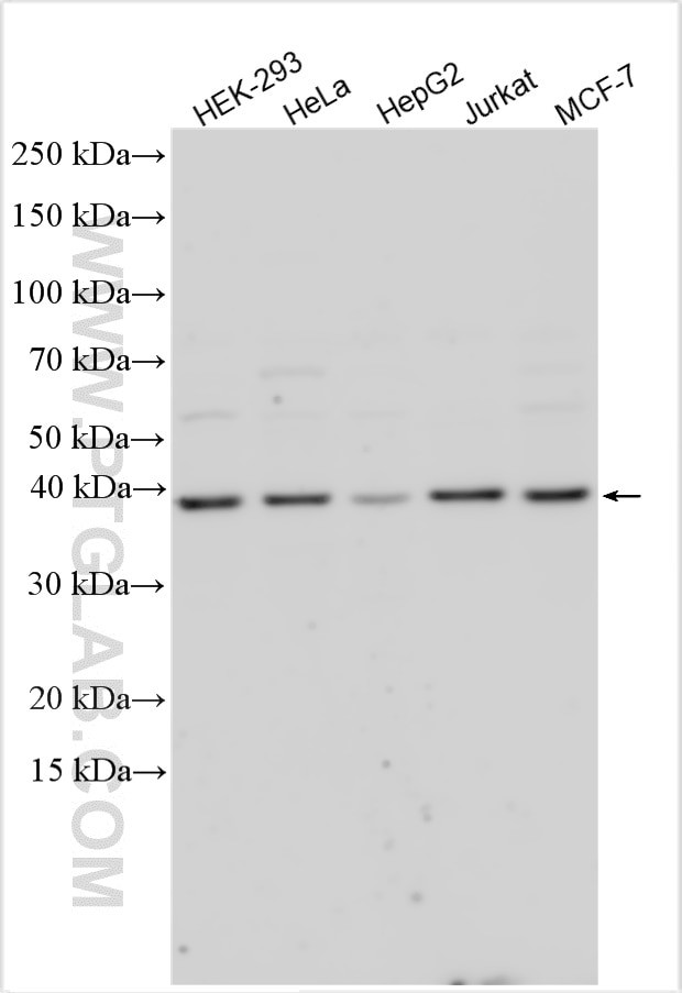 S1PR3 Antibody in Western Blot (WB)