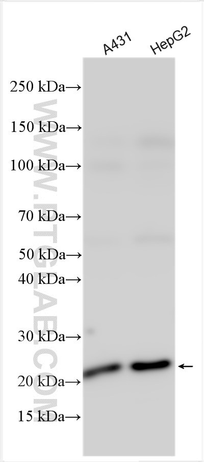 GOLGA4 Antibody in Western Blot (WB)