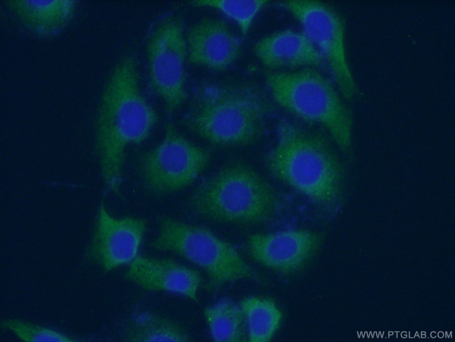 EPHA5 Antibody in Immunocytochemistry (ICC/IF)