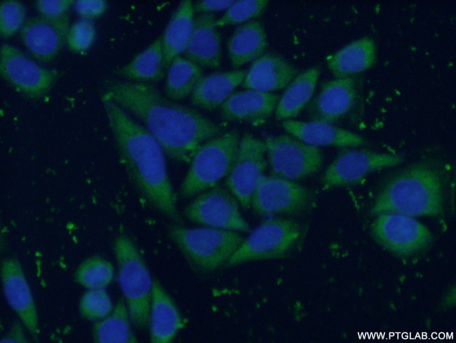 ENO3 Antibody in Immunocytochemistry (ICC/IF)