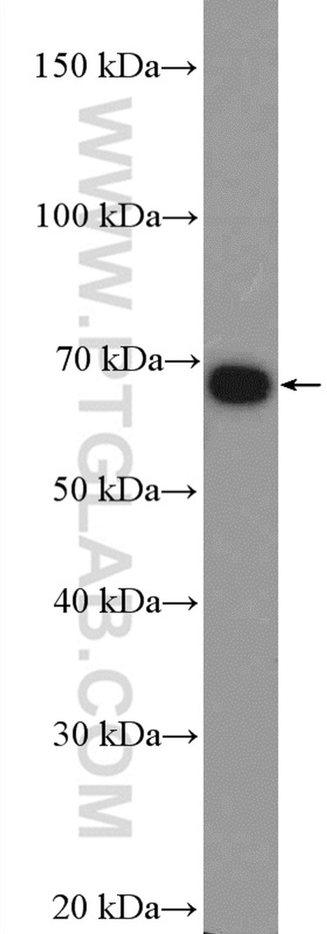 ZBTB33 Antibody in Western Blot (WB)