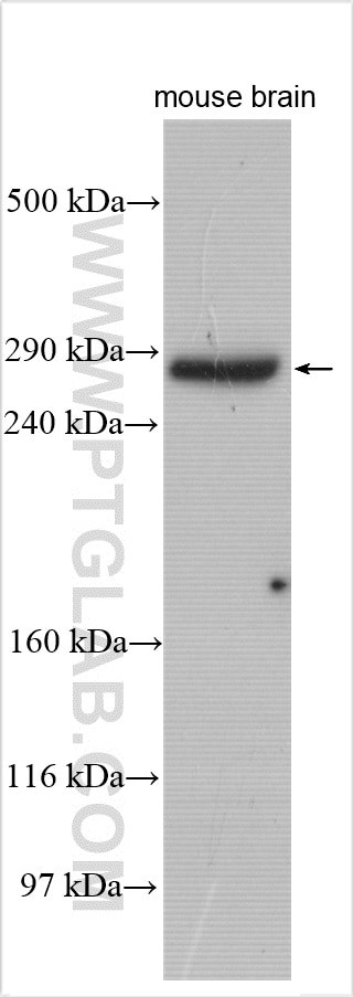 Neurobeachin Antibody in Western Blot (WB)