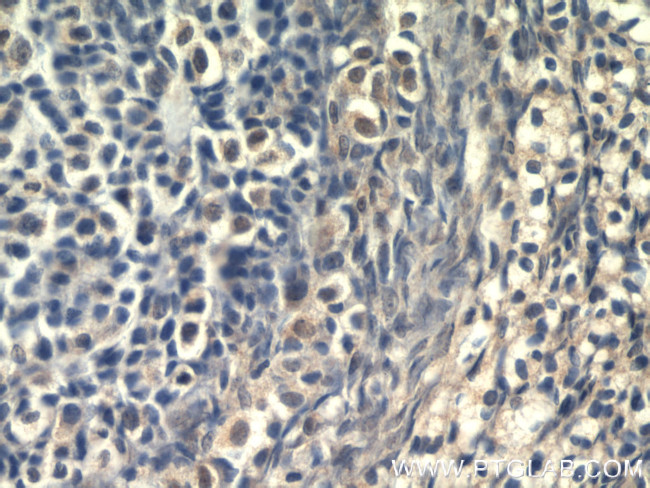 ZGLP1 Antibody in Immunohistochemistry (Paraffin) (IHC (P))
