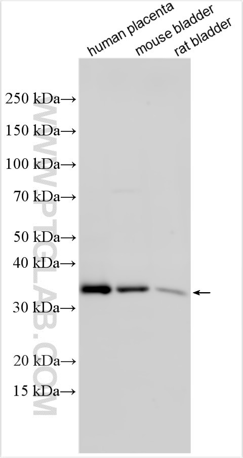 LIMS2 Antibody in Western Blot (WB)