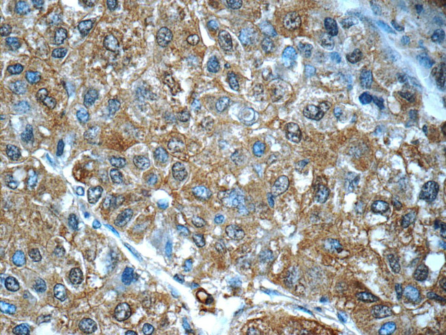 PDE2A Antibody in Immunohistochemistry (Paraffin) (IHC (P))