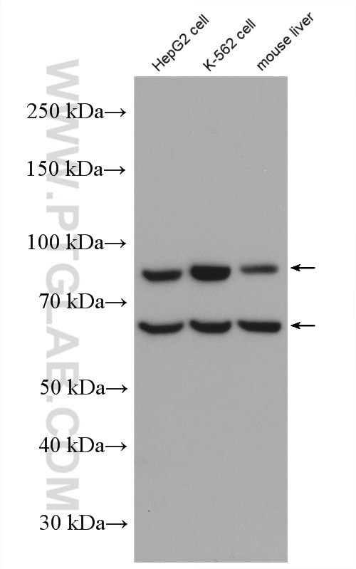 EPOR Antibody in Western Blot (WB)