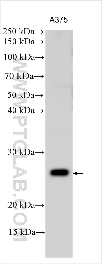 ELA1 Antibody in Western Blot (WB)