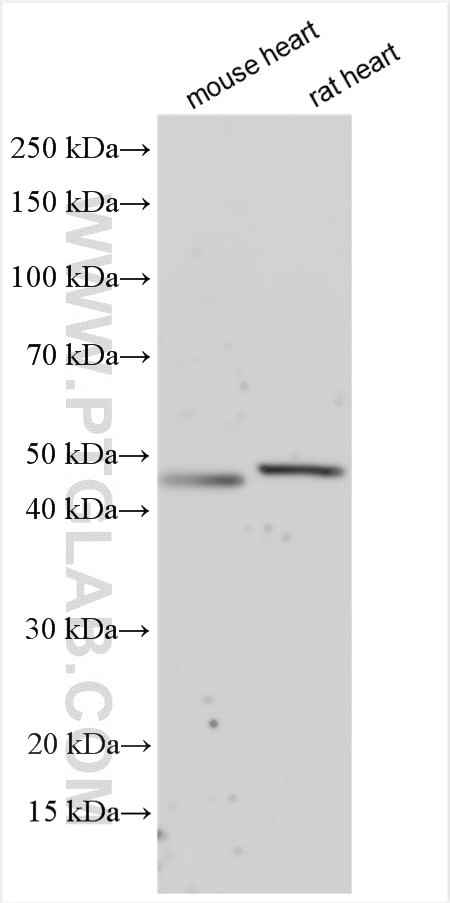 CHRNE Antibody in Western Blot (WB)