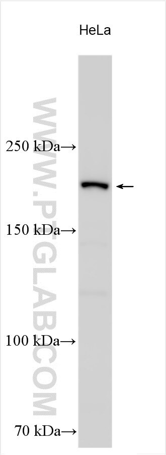 ZNFX1 Antibody in Western Blot (WB)