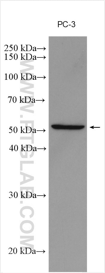 DR3 Antibody in Western Blot (WB)
