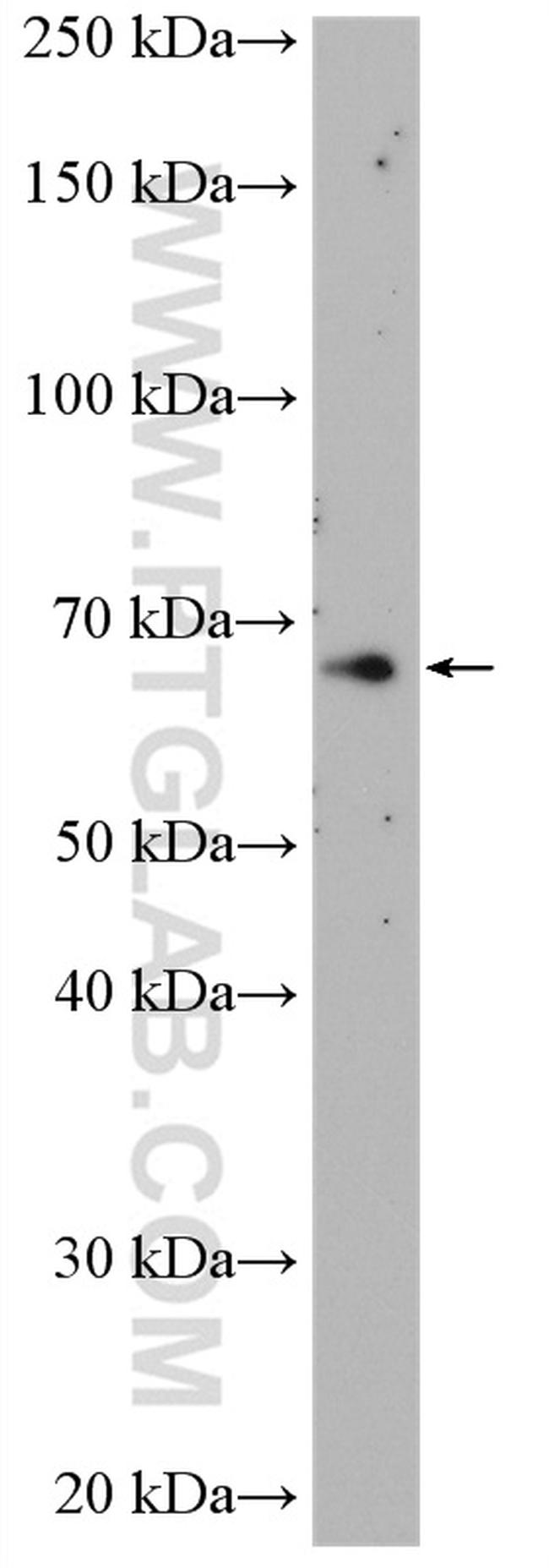 NR4A3 Antibody in Western Blot (WB)