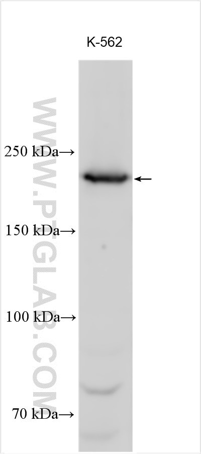 DOCK11 Antibody in Western Blot (WB)