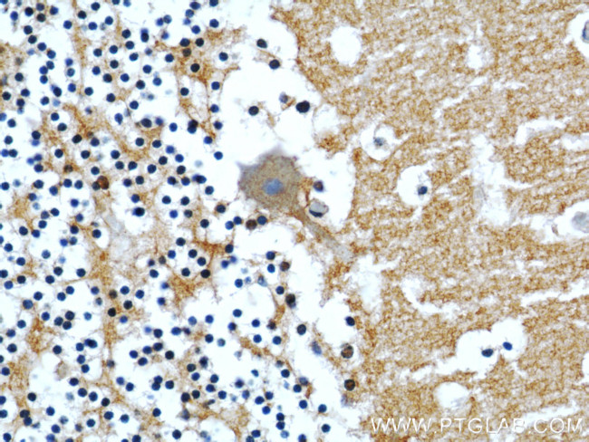 CASPR Antibody in Immunohistochemistry (Paraffin) (IHC (P))