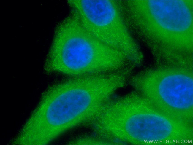 CYP3A7 Antibody in Immunocytochemistry (ICC/IF)