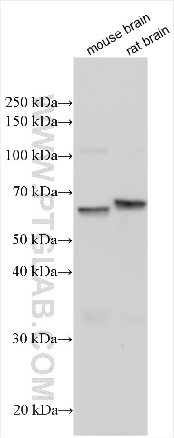 INSM1 Antibody in Western Blot (WB)