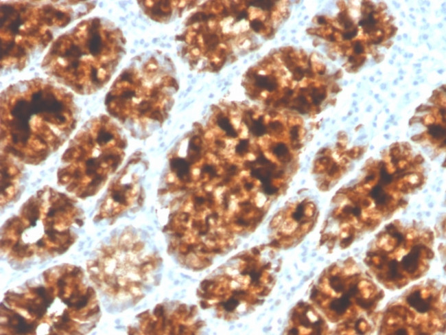 Intelectin 1/Omentin Antibody in Immunohistochemistry (Paraffin) (IHC (P))