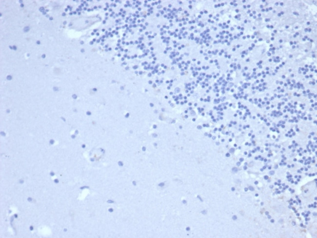 Prolactin (Pituitary Tumor Marker) Antibody in Immunohistochemistry (Paraffin) (IHC (P))
