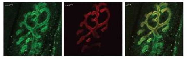 Bassoon Antibody in Immunocytochemistry (ICC/IF)