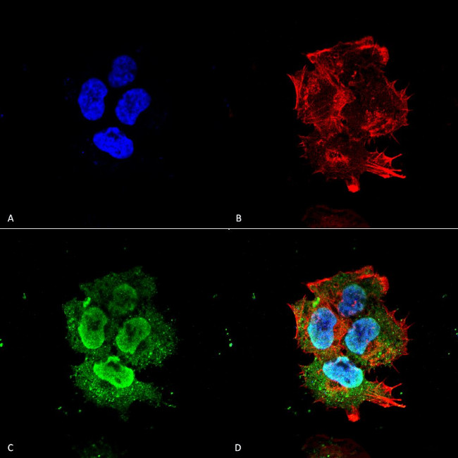 Synaptotagmin-7 Antibody in Immunocytochemistry (ICC/IF)