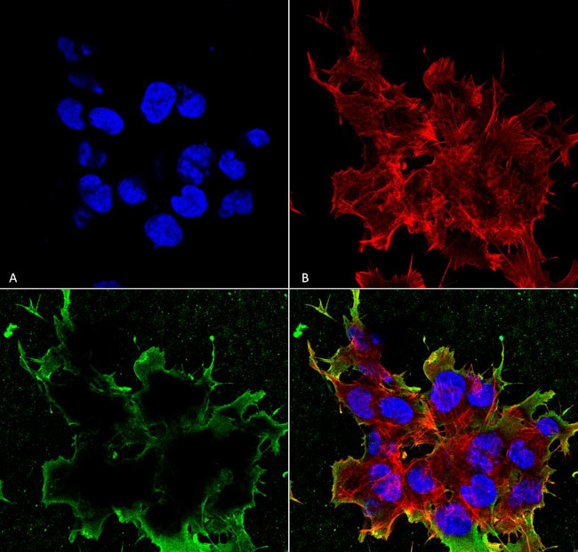 LRP4 (extracellular) Antibody in Immunocytochemistry (ICC/IF)