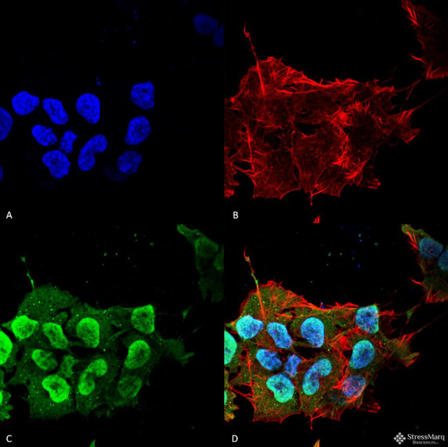 Ataxin-1 Antibody in Immunocytochemistry (ICC/IF)