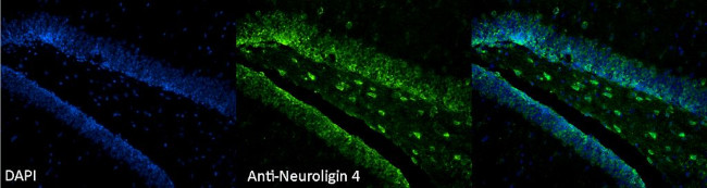 Neuroligin-4 Antibody in Immunohistochemistry (Paraffin) (IHC (P))