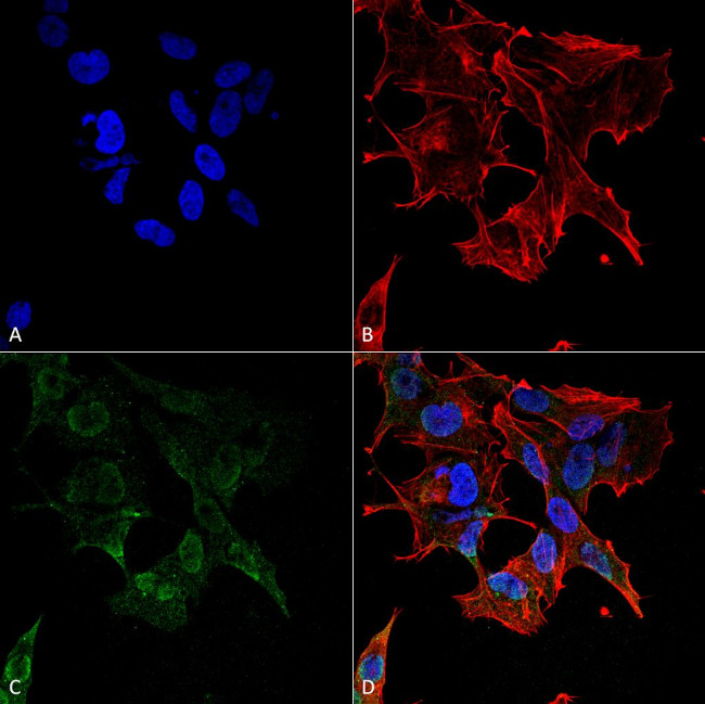 Protocadherin gamma (pan) Antibody in Immunocytochemistry (ICC/IF)