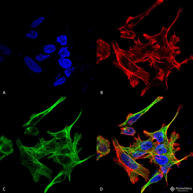 GABARAPL1 Antibody in Immunocytochemistry (ICC/IF)