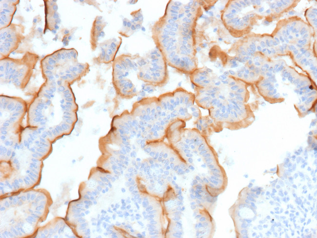 MUC13/Mucin 13 Antibody in Immunohistochemistry (Paraffin) (IHC (P))