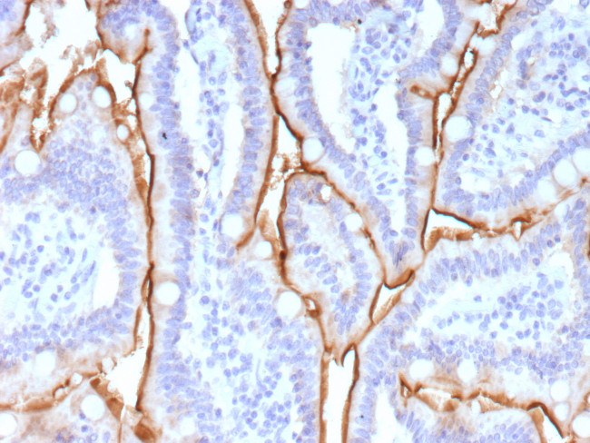 MUC13/Mucin 13 Antibody in Immunohistochemistry (Paraffin) (IHC (P))