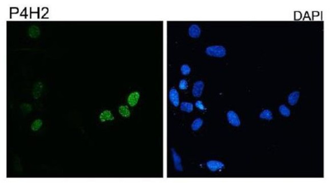 DUX4 Antibody in Immunohistochemistry (Paraffin) (IHC (P))
