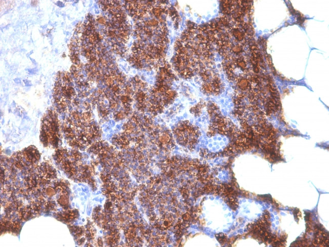 Parathyroid Hormone (PTH) (N- and C-Terminal) Antibody in Immunohistochemistry (Paraffin) (IHC (P))