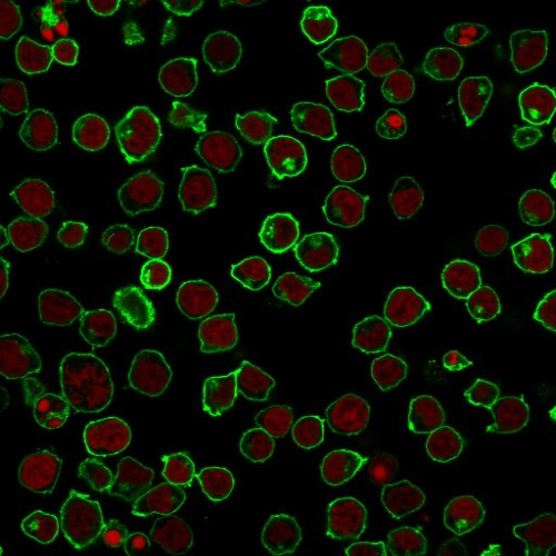 CD45/LCA (B-Cell Marker) Antibody in Immunocytochemistry (ICC/IF)