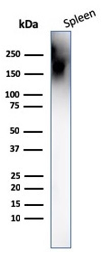 CD45/LCA (B-Cell Marker) Antibody in Western Blot (WB)