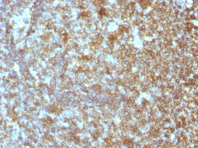 CD45RA (Leucocyte Marker) Antibody in Immunohistochemistry (Paraffin) (IHC (P))
