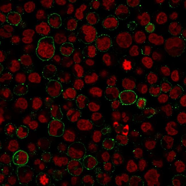 CD45/LCA Antibody in Immunocytochemistry (ICC/IF)