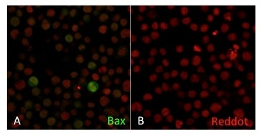 Bax (Apoptosis Marker) Antibody in Immunocytochemistry (ICC/IF)