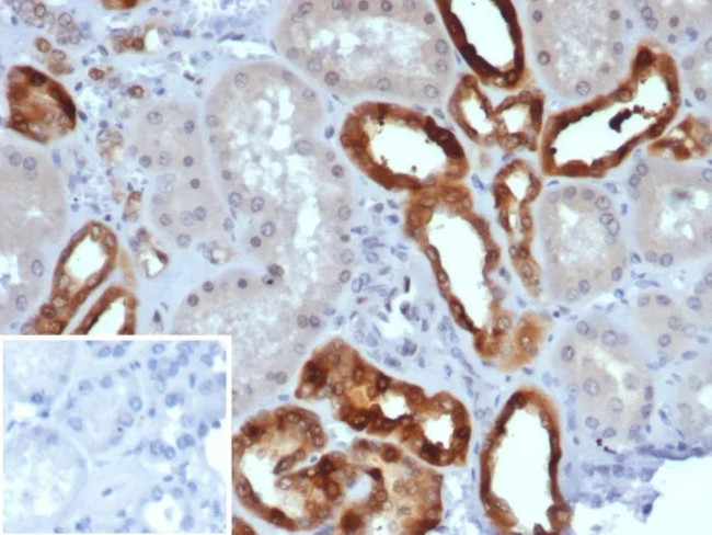 Parvalbumin/PVALB Antibody in Immunohistochemistry (Paraffin) (IHC (P))