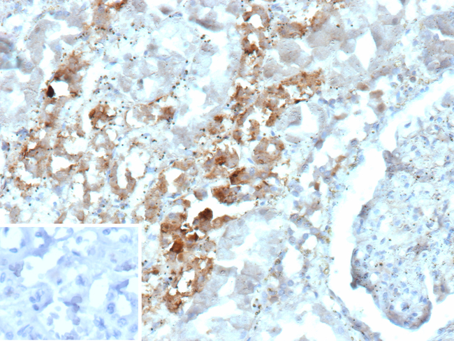 Parvalbumin/PVALB Antibody in Immunohistochemistry (Paraffin) (IHC (P))