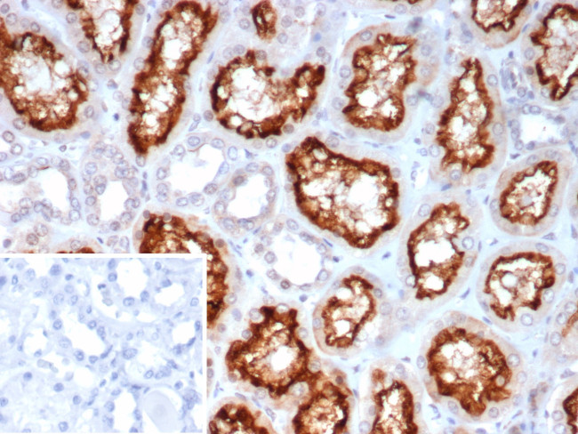 ACE2/Angiotensin I Converting Enzyme 2 Antibody in Immunohistochemistry (Paraffin) (IHC (P))