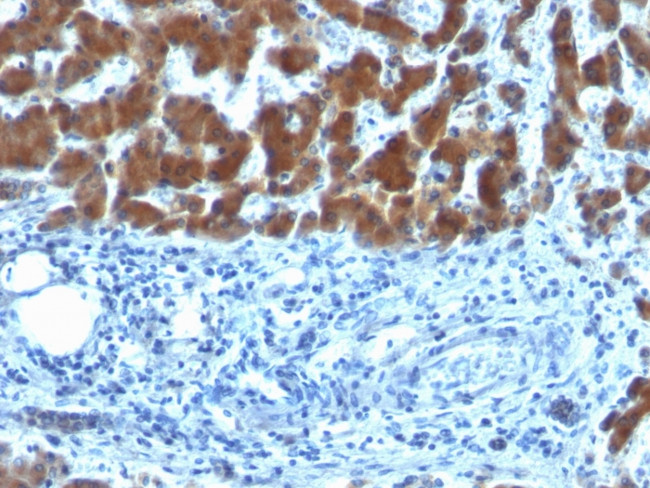 Retinol Binding Protein (RBP) Antibody in Immunohistochemistry (Paraffin) (IHC (P))