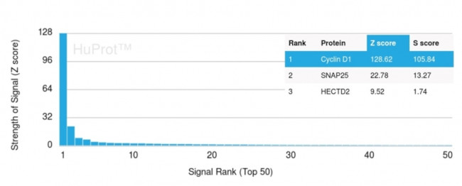 Cyclin D1 (G1-Cyclin and Mantle Cell Lymphoma Marker) Antibody in Peptide array (ARRAY)