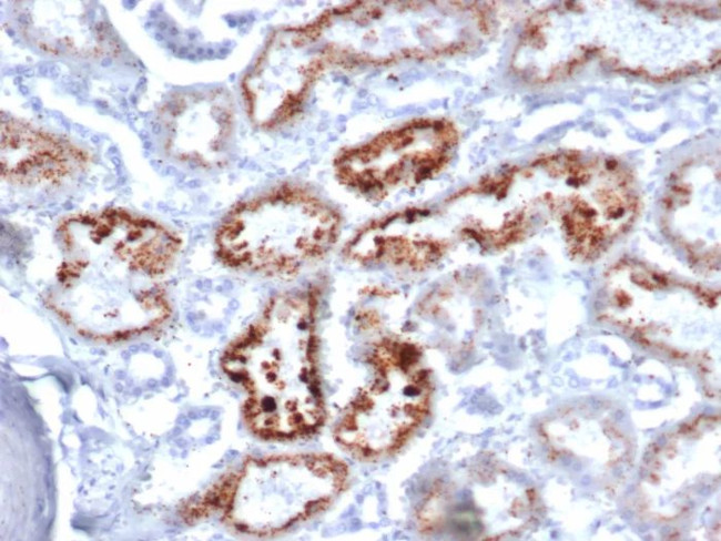 RBP4/Retinol Binding Protein 4 Antibody in Immunohistochemistry (Paraffin) (IHC (P))