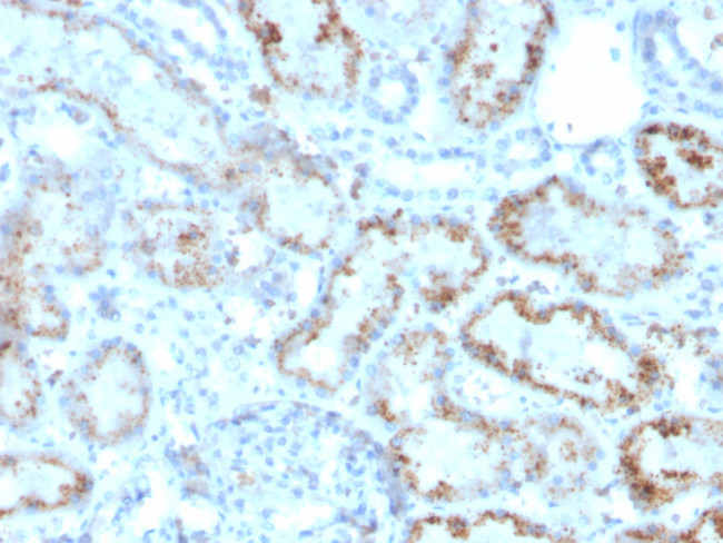 RBP4/Retinol Binding Protein 4 Antibody in Immunohistochemistry (Paraffin) (IHC (P))