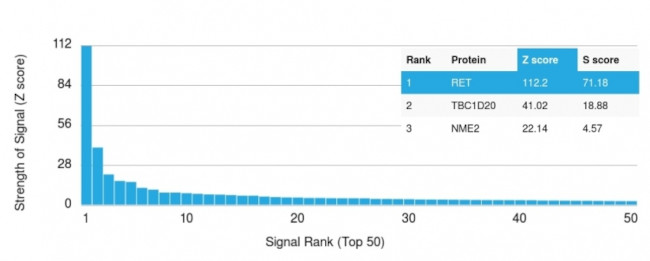 RET Proto-oncogene Antibody in Peptide array (ARRAY)