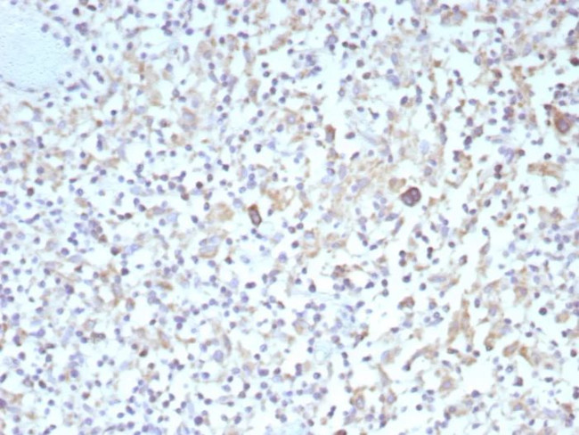 Bcl-X (Apoptosis Marker) Antibody in Immunohistochemistry (Paraffin) (IHC (P))