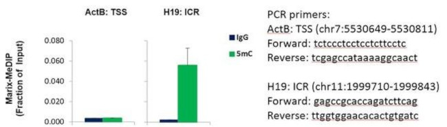 5-Methylcytidine Antibody in ChIP Assay (ChIP)