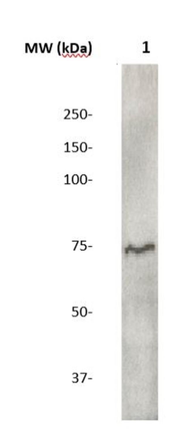 Phospho-PAK4 (Ser474) Antibody in Western Blot (WB)