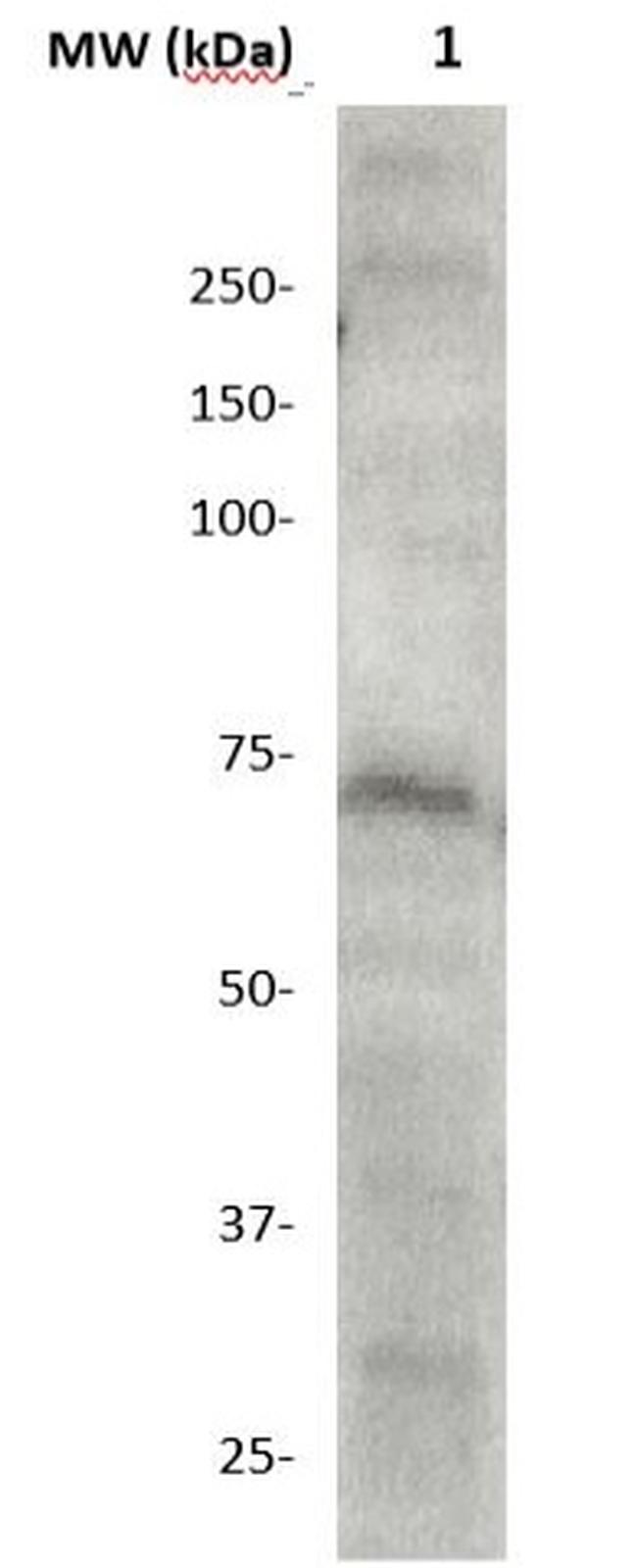 PAK4 Antibody in Western Blot (WB)