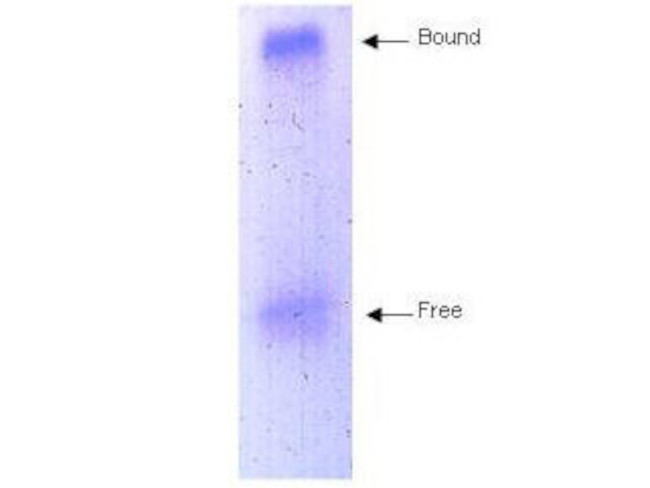 Apolipoprotein A-I Antibody in Western Blot (WB)